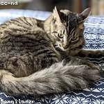 Nedra Orn Profile Picture