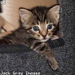 Jacquelyn Reinger Profile Picture